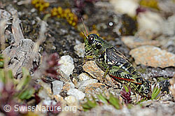 Nordische Gebirgsschrecke (Bohemanella frigida) (C203255) Nordische Gebirgsschrecke (Bohemanella frigida) (C203255)