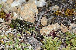 Nordische Gebirgsschrecke (Bohemanella frigida) (C203266) Nordische Gebirgsschrecke (Bohemanella frigida) (C203266)