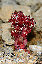 Dunkler Mauerpfeffer (Sedum atratum) (08.08.2021, C203284)