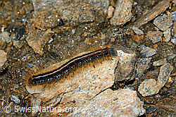 Alpen-Ringelspinner (Malacosoma alpicola) (C203325) Alpen-Ringelspinner (Malacosoma alpicola) (C203325)