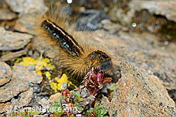 Alpen-Ringelspinner (Malacosoma alpicola) an Gegenblättrigem Steinbrech (Saxifraga oppositifolia) (C203341) Alpen-Ringelspinner (Malacosoma alpicola) an Gegenblättrigem Steinbrech (Saxifraga oppositifolia) (C203341)
