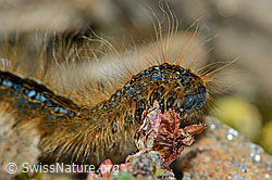 Alpen-Ringelspinner (Malacosoma alpicola) an Gegenblättrigem Steinbrech (Saxifraga oppositifolia) (C203344) Alpen-Ringelspinner (Malacosoma alpicola) an Gegenblättrigem Steinbrech (Saxifraga oppositifolia) (C203344)