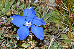 Schleichers Enzian (Gentiana schleicheri) (C203369)