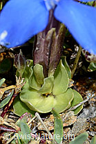 Schleichers Enzian (Gentiana schleicheri) (C203371)