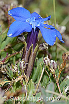 Schleichers Enzian (Gentiana schleicheri) (C203376)