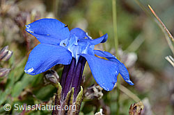 Schleichers Enzian (Gentiana schleicheri) (C203377)