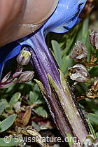 Schleichers Enzian (Gentiana schleicheri) (C203381)