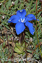 Schleichers Enzian (Gentiana schleicheri) (C203382)
