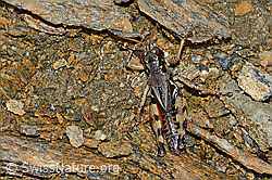 Nordische Gebirgsschrecke (Bohemanella frigida) (C203383) Nordische Gebirgsschrecke (Bohemanella frigida) (C203383)
