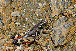 Nordische Gebirgsschrecke (Bohemanella frigida) (C203386) Nordische Gebirgsschrecke (Bohemanella frigida) (C203386)
