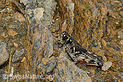 Nordische Gebirgsschrecke (Bohemanella frigida) (C203392) Nordische Gebirgsschrecke (Bohemanella frigida) (C203392)