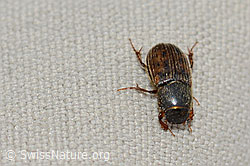 Heptaulacus testudinarius (Blatthornkäfer) (C203394) Heptaulacus testudinarius (Blatthornkäfer) (C203394)
