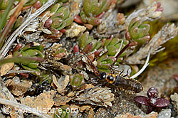 Foto: Malthodes flavoguttatus (Weichkäfer)