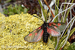 Alpen-Widderchen (Zygaena exulans) auf Flechte (C203438) Alpen-Widderchen (Zygaena exulans) auf Flechte (C203438)