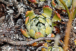 Saxifraga paniculata (C203459)
