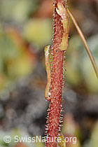 Saxifraga paniculata (C203462)