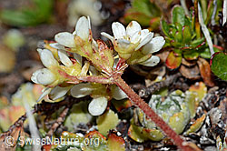 Saxifraga paniculata (C203463)