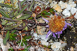 Alpen-Aster (Aster alpinus) (08.08.2021, C203464)