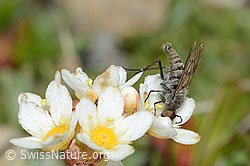 Acrosathe annulata (Luchsfliege) an Trauben-Steinbrech (Saxifraga paniculata) (C203471)