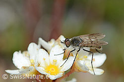 Acrosathe annulata (Luchsfliege) an Trauben-Steinbrech (Saxifraga paniculata) (C203473)