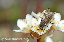 Acrosathe annulata (Luchsfliege) an Trauben-Steinbrech (Saxifraga paniculata) (C203474)