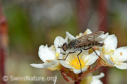 Acrosathe annulata (Luchsfliege) an Trauben-Steinbrech (Saxifraga paniculata) (C203478)