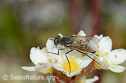 Acrosathe annulata (Luchsfliege) an Trauben-Steinbrech (Saxifraga paniculata) (C203479)
