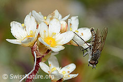 Acrosathe annulata (Luchsfliege) an Trauben-Steinbrech (Saxifraga paniculata) (C203499)