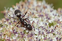 Zwerg-Mutterwurz (Ligusticum mutellinoides)