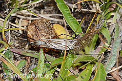 Tipula varipennis (Tipulidae) (C203574)