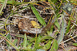 Tipula varipennis (Tipulidae) (C203575)