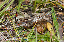 Tipula varipennis (Tipulidae) (C203582)