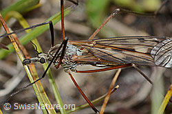 Tipula varipennis (08.08.2021, C203583)