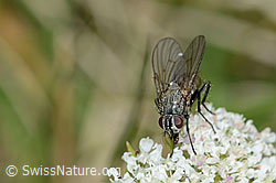 Zwerg-Mutterwurz (Ligusticum mutellinoides)