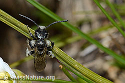 Foto: Luzerne-Graubiene (Rhophitoides canus)