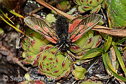 Alpen-Widderchen (Zygaena exulans) auf Blattrosette (C203683) Alpen-Widderchen (Zygaena exulans) auf Blattrosette (C203683)