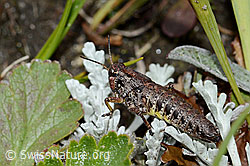 Nordische Gebirgsschrecke (Bohemanella frigida) (C203700) Nordische Gebirgsschrecke (Bohemanella frigida) (C203700)