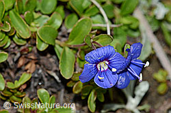 Felsen-Ehrenpreis (Veronica fruticans) (C203704)