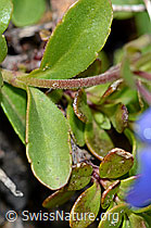 Felsen-Ehrenpreis (Veronica fruticans) (C203705)
