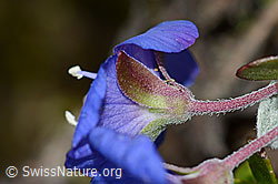 Felsen-Ehrenpreis (Veronica fruticans) (C203706)