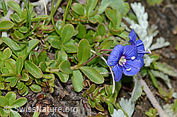 Felsen-Ehrenpreis (Veronica fruticans) (C203707)