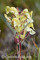 Pedicularis tuberosa (08.08.2021, C203717)