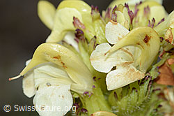 Pedicularis tuberosa (08.08.2021, C203720)