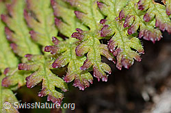 Pedicularis tuberosa (C203721)