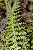 Pedicularis tuberosa (C203723)