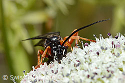 Hoplocryptus bellosus (Schlupfwespe) auf Zwerg-Mutterwurz (Ligusticum mutellinoides) (C203738)
