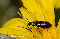 Dasytes obscurus (C203772)