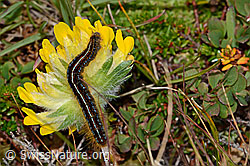 Foto: Alpen-Ringelspinner-Raupe (Malacosoma alpicola) auf Alpen-Wundklee (Anthyllis vulneraria ssp. alpestris)