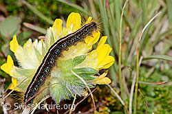 Alpen-Wundklee (Anthyllis vulneraria ssp. alpestris)