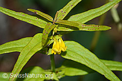 Wald-Wachtelweizen (Melampyrum sylvaticum) (C203872)